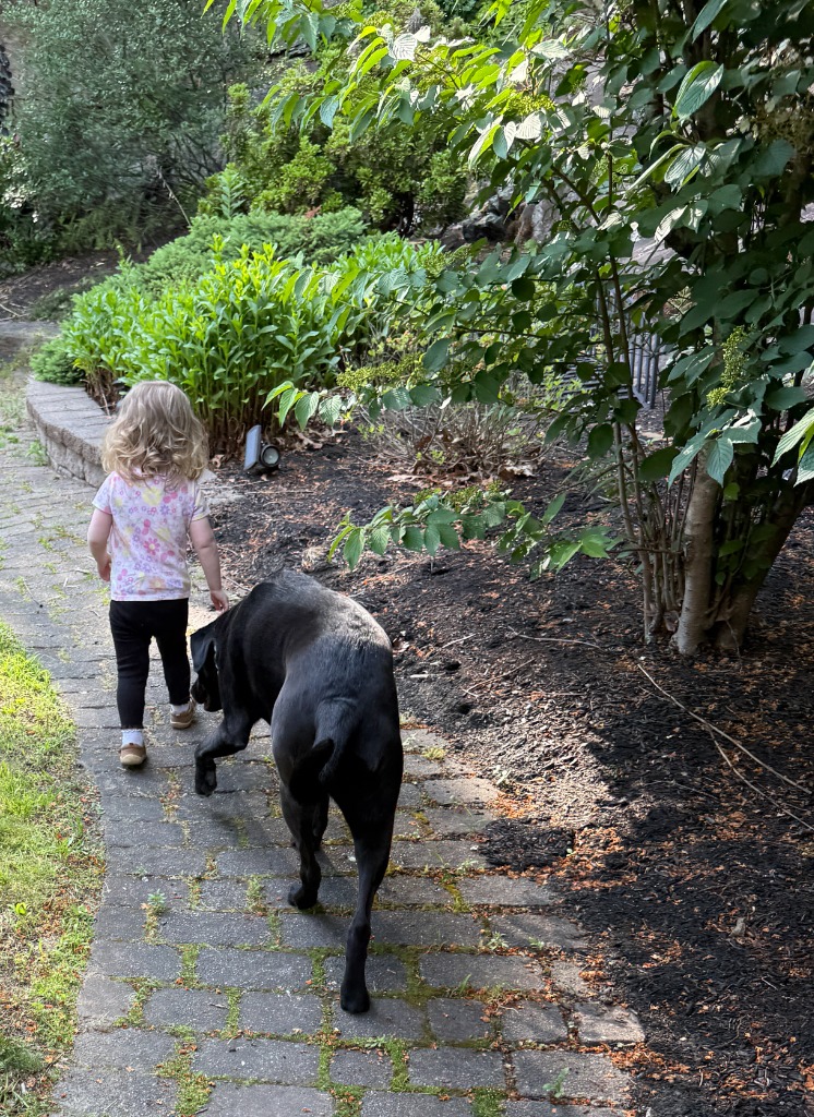 Child and dog walking along garden stone path